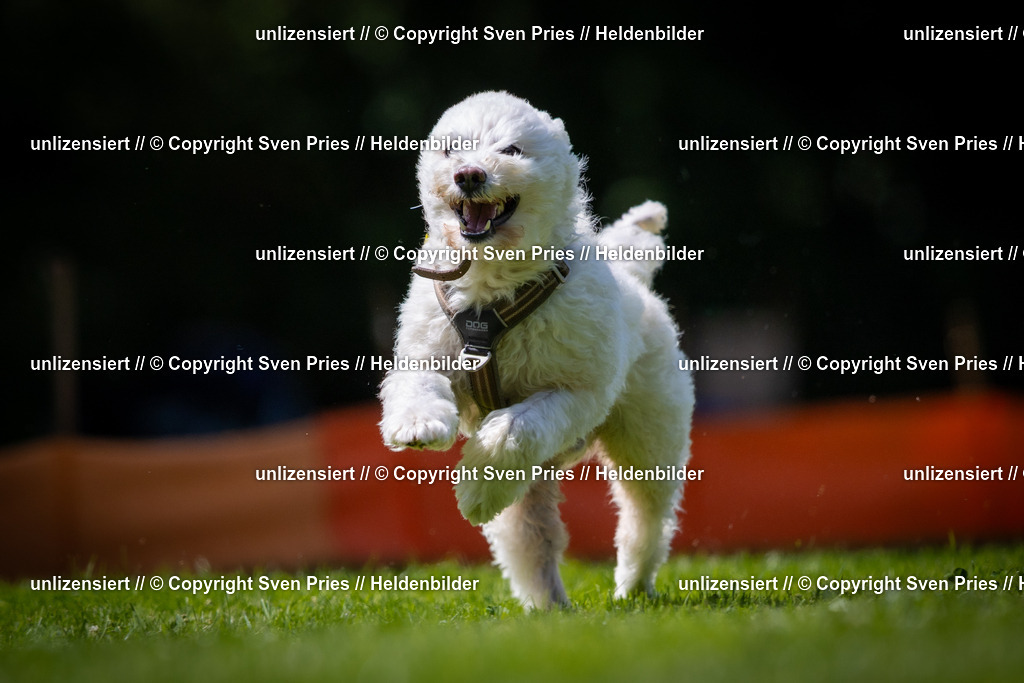 Sven Pries | 2025-08-10 - Hunderennen Durlach - Realisiert mit Pictrs.com