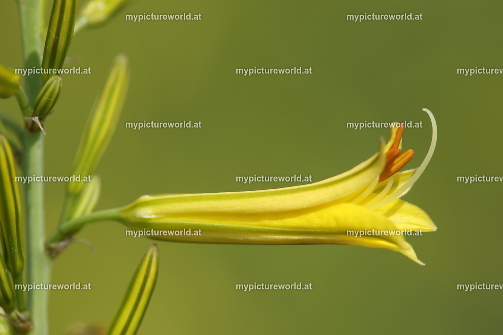 Gelber Affodill-010 | Das Bilderarchiv über Tiere, Planzen und Landschaften. In der Bilddatenbank finden Sie ein große Auswahl an hochwertigen Bilder für Ihre Werbung - Realisiert mit Pictrs.com