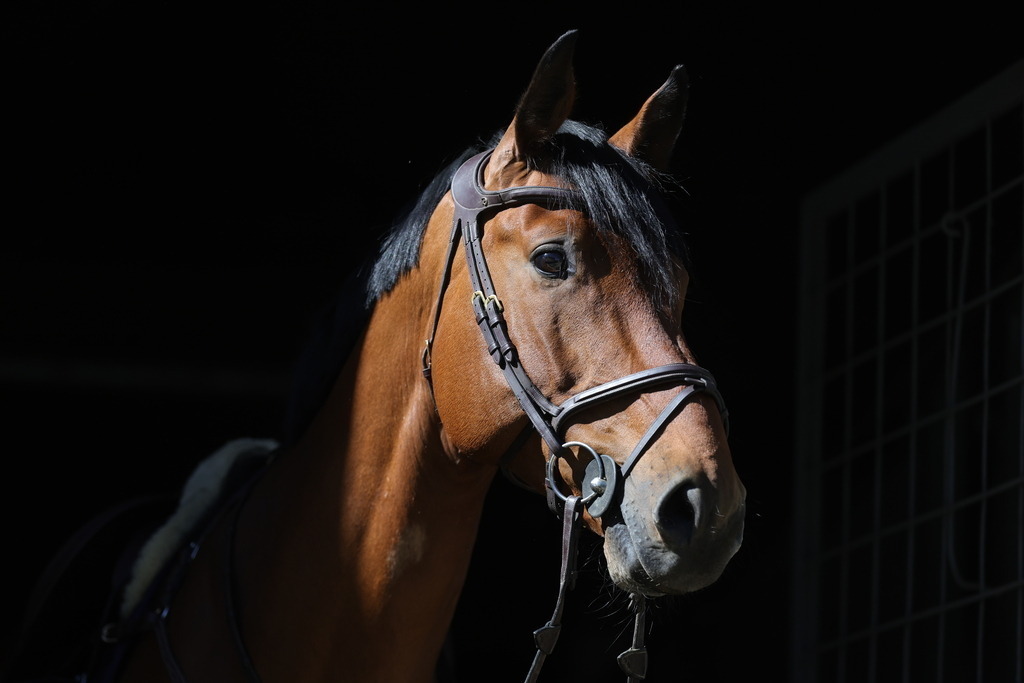 0P6A8077 | Willkommen bei Brunnmayr - Design & Fotografie – Ihrem Spezialisten für Reitturniere und Pferdeveranstaltungen in Oberösterreich, Salzburg und Bayern! Seit über 17 Jahren sind wir leidenschaftlich dabei.