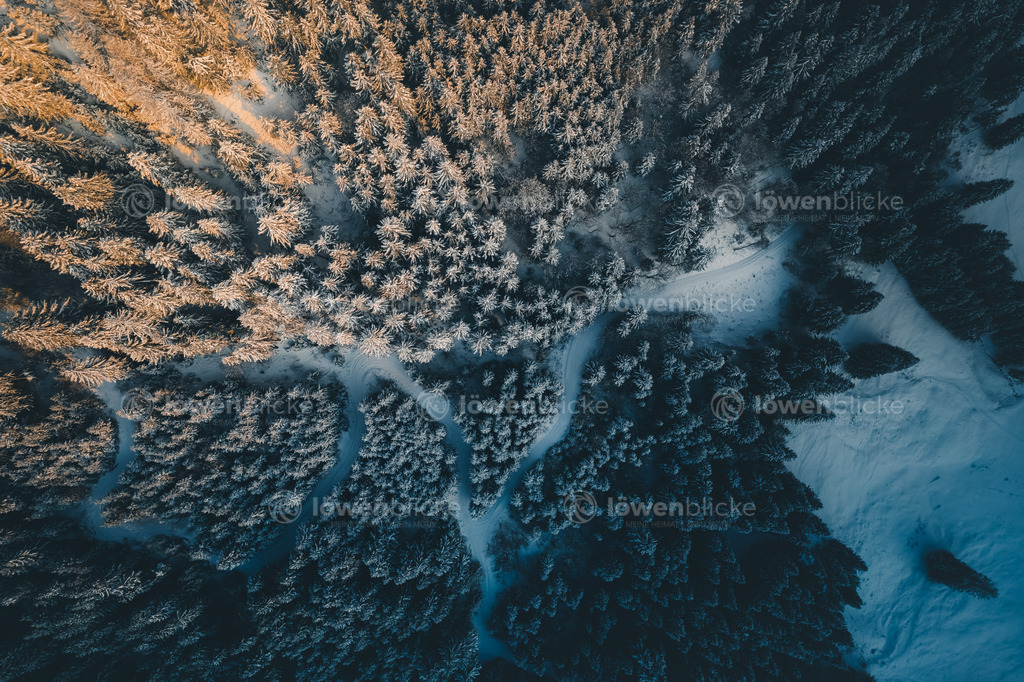 Waldstück bei Oberstdorf im Sonnenuntergang | löwenblicke | shop