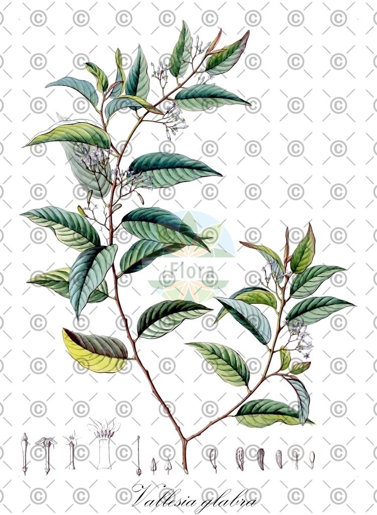 HistAbb_wfo-0001035782_1_ENZY_Simple | Historische Abbildung von Vallesia glabra - Apocynaceae | Historical Illustration of Vallesia glabra - Apocynaceae
