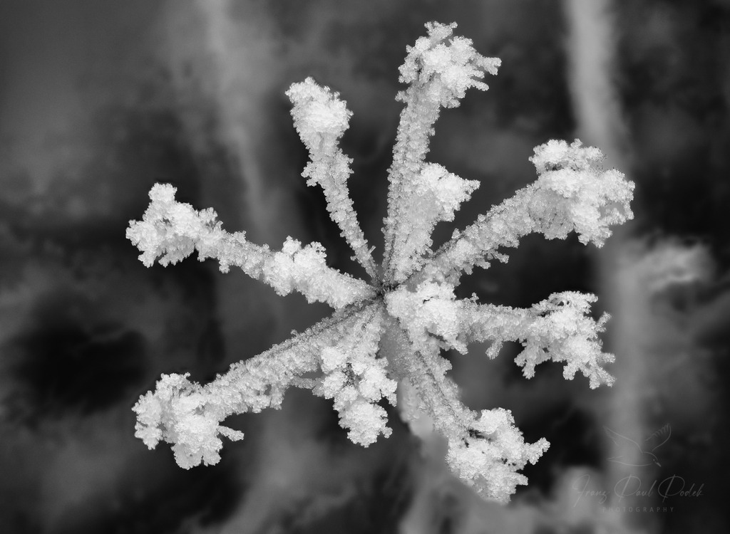 2024-12-31_15_04_53_2025-01-01_10-52-59-Bearbeitet | Franz Podek