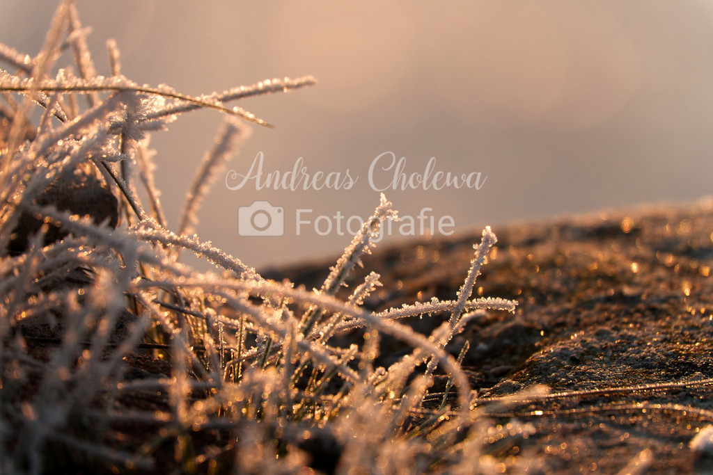 Gräser im Frost | Der Onlineshop für malerische Fotografien aus dem Landkreis Vechta✅ Premium Druck auf Leinwand✅ Acryl✅ oder Alu-Dibond✅➤Jetzt Bestellen! - Realisiert mit Pictrs.com