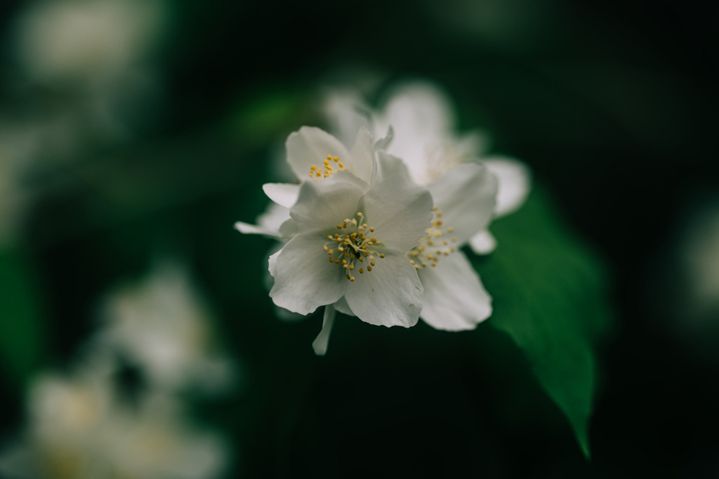 Blüten | Simone Sonderegger Photography