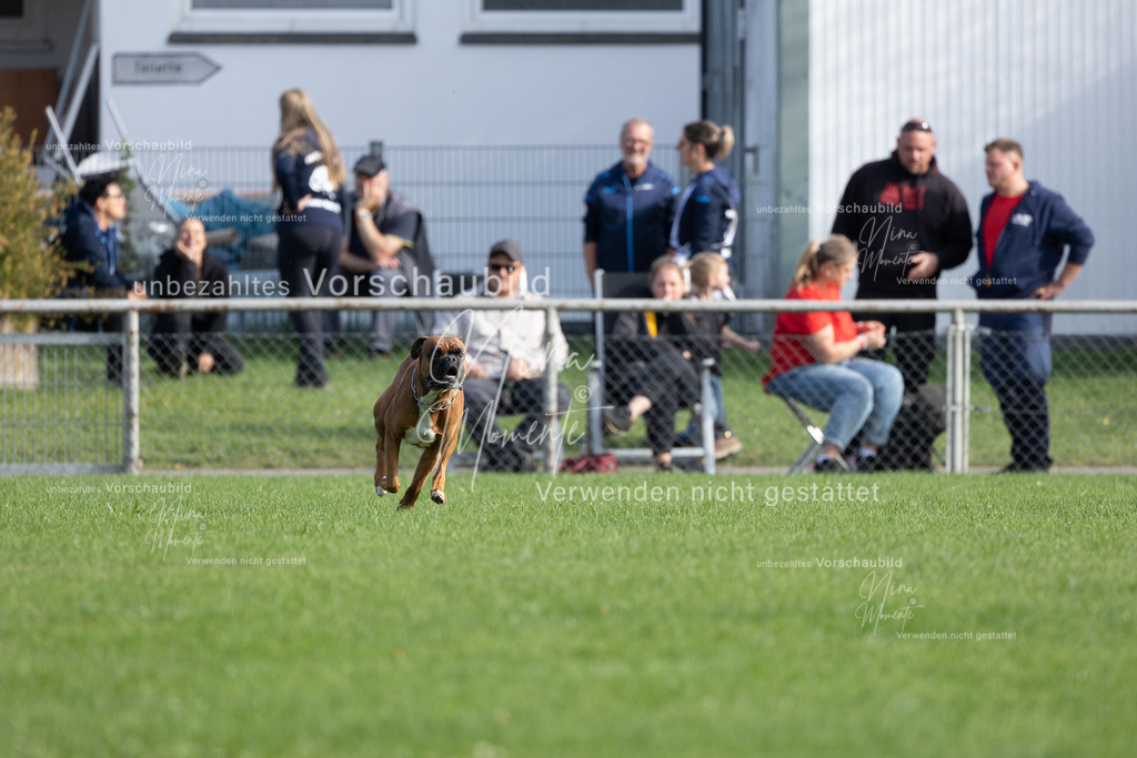 _16A5569 | Einzigartige Fotos von Hunden & Menschen –Actionfotos, Portraits, Vereinsaufnahmen & Paarshootings – authentisch, lebendig & mit Herz.