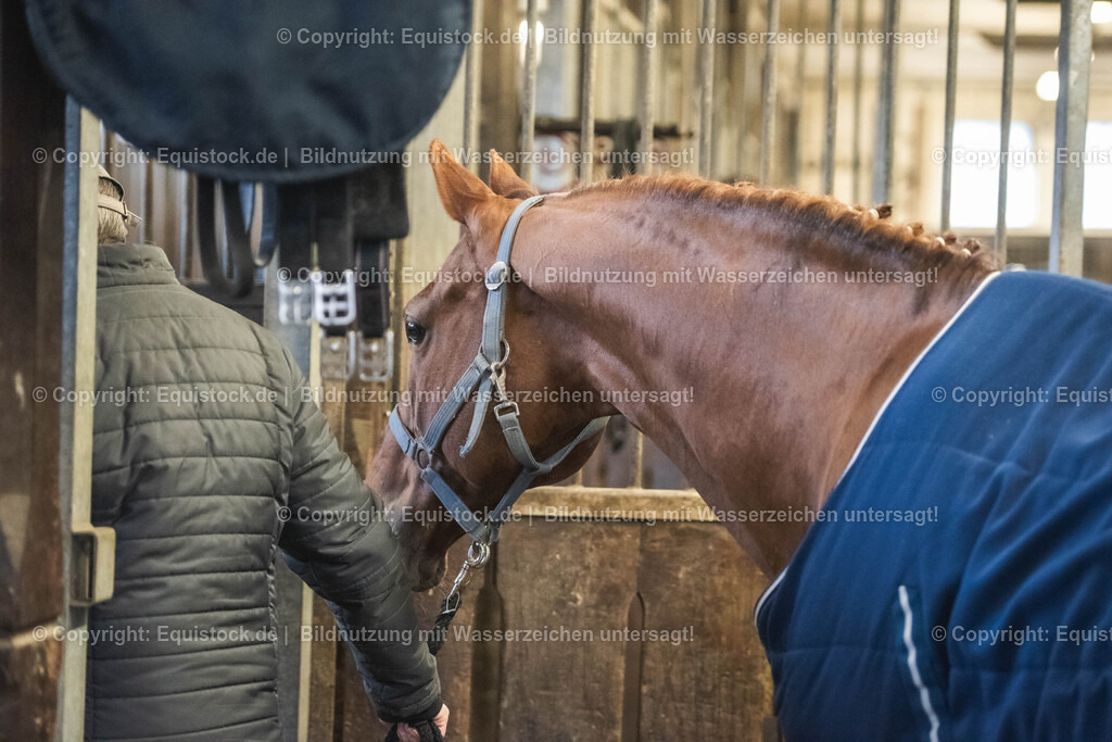 20240302_Hengstvorstellung_Marbach_TOMsPiC_0044 | equistock