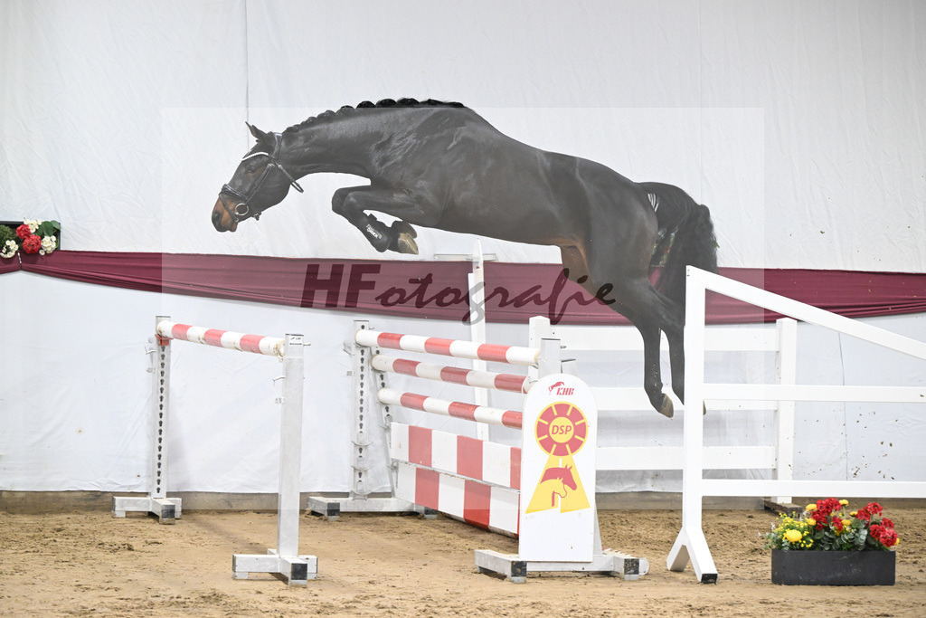 Kat-Nr. 85 Heartbreaker x Diarado_Juergen Laue_47252870 | hf-fotografie - Realisiert mit Pictrs.com