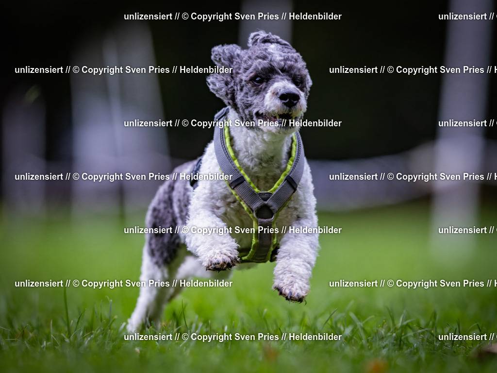 Sven Pries | 2024-10-19 - Hunderennen Ober-Grombach - Realisiert mit Pictrs.com