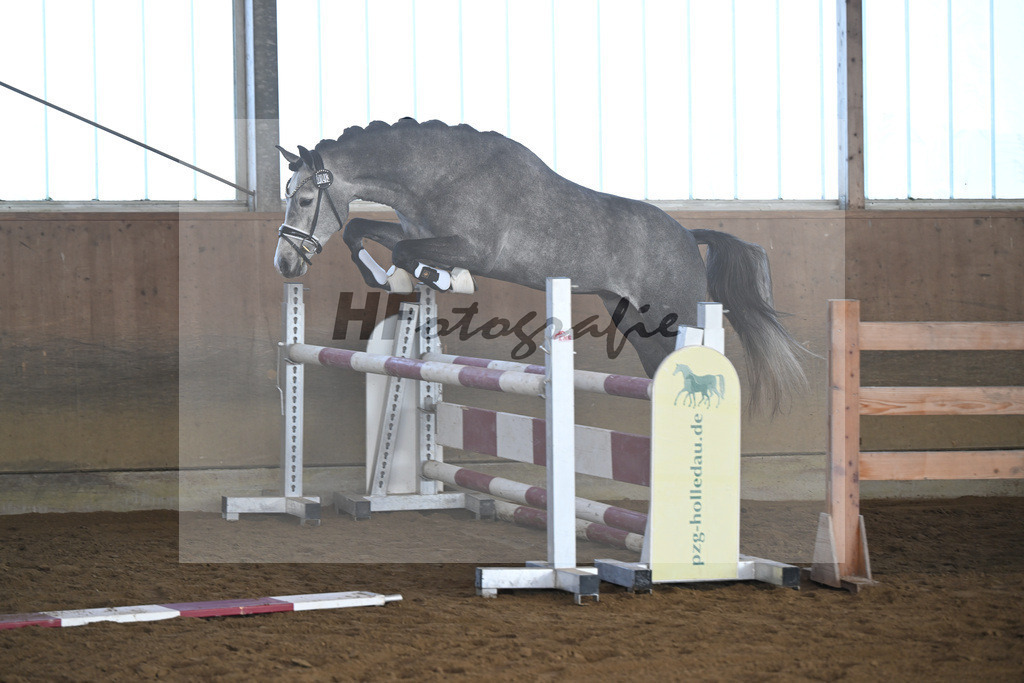 Kat-Nr. 3 Golden Diamond K v. GoldenGray_Koldas_49250083 | hf-fotografie - Realisiert mit Pictrs.com