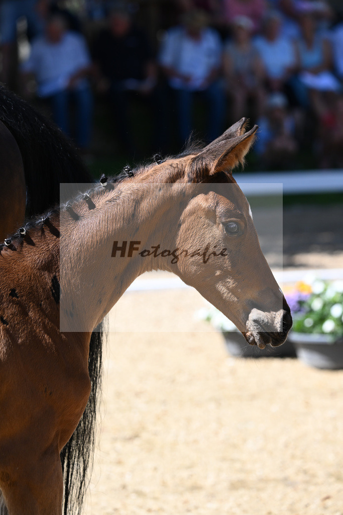 Kat-Nr. 41 SF Adzaro de LAbbaye B x Stedinger_Kuchl_27230647 | hf-fotografie - Realisiert mit Pictrs.com