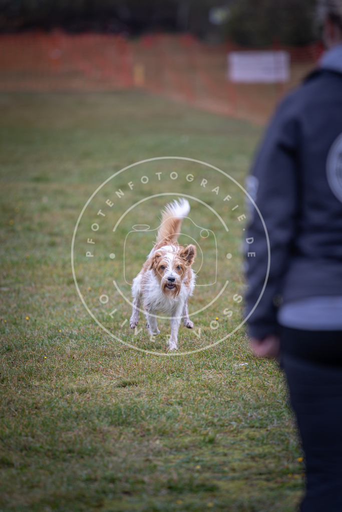 Pfotenfotografie_DV3A9217 | Hundefotografie, Tierfotograf, Pfotenfotografie, Fotoshooting Hund, Hunde Portrait, Hundesport, Hundeportraits, Heideshooting, Hunde, Sportfotograf, Hundefotograf, Turnierhundsport, THS,  - Realisiert mit Pictrs.com
