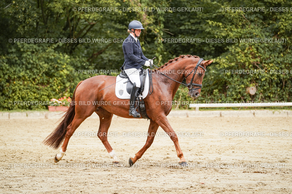 DSC09397 | Pferdegrafie