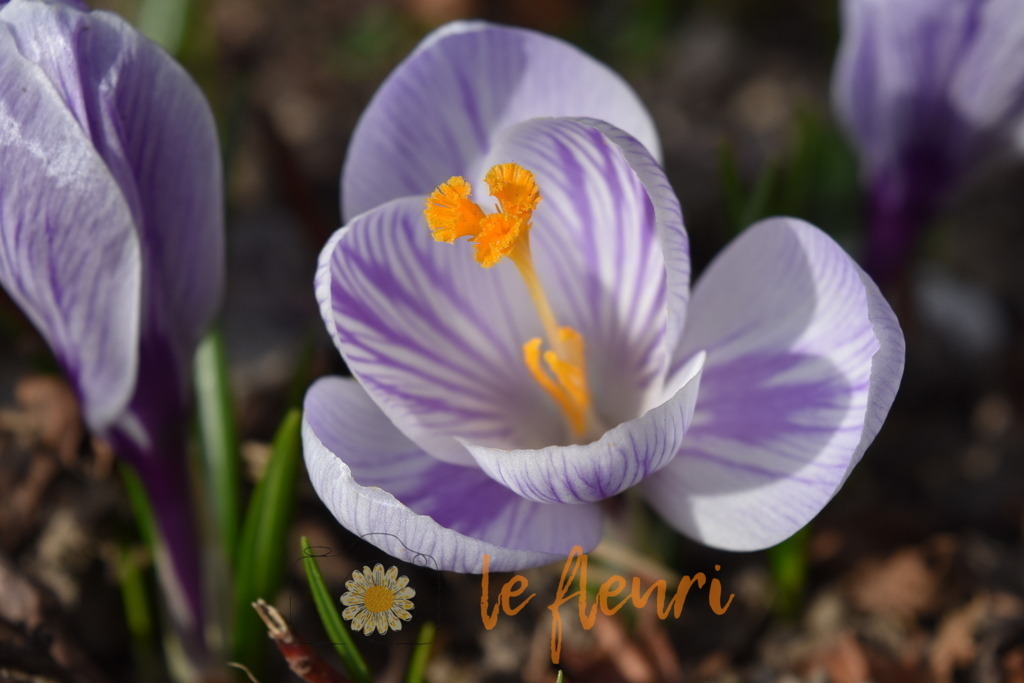 Krokus | Dies ist der Shop von Florian Blum - le fleuri. Langenthal, Bern, SchweizSie können hier meine oder ihre eigenen Fotos als Fotoprodukte kaufen. Tassen, Schlüsselanhänger, Taschen etc. können Sie hier gestalten.  - Realisiert mit Pictrs.com