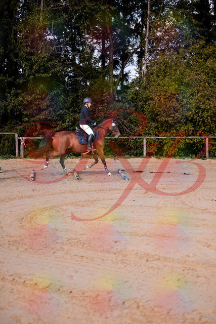 2026_10_03_Siefer-Hof_145627_Z81_37475824 | Professionelle Reitsport-, Turnier- und Eventfotografie von Robert Broda. Galerien mit ausgewählten und bearbeiteten Bildern direkt online ansehen und bestellen.