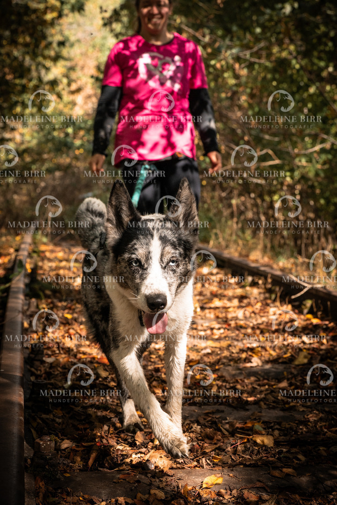 madeleinebirr.fotografie.2026.cc.hunsrueck.12-13Uhr.88 | hundefotografie-birr