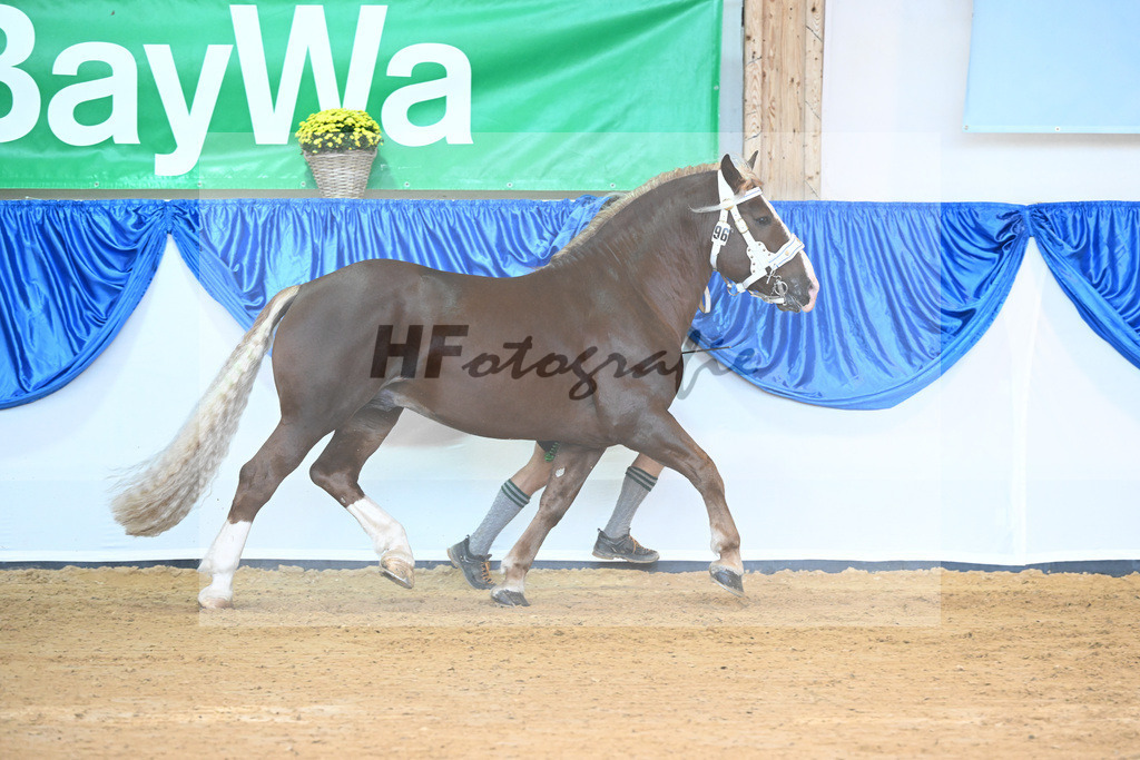 Kat-Nr. 96 Vom Forggensee_Kotz_53220599 | hf-fotografie - Realisiert mit Pictrs.com