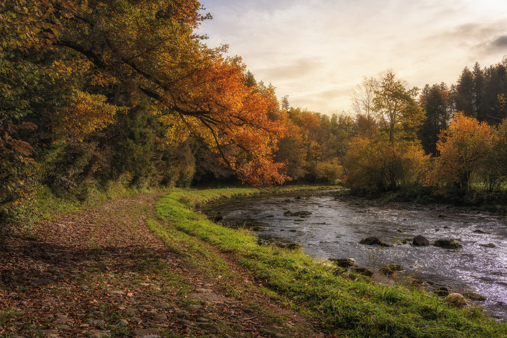 Suhl im Herbst | Herbstwald im Morgenlicht an der Sihl in Neuheim. - Realisiert mit Pictrs.com