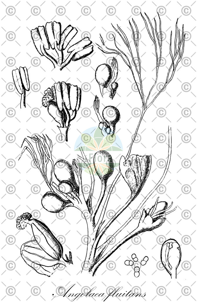 HistAbb_wfo-0000536542_6_ENZY_Simple | Historische Abbildung von Angolaea fluitans - Podostemaceae | Historical Illustration of Angolaea fluitans - Podostemaceae