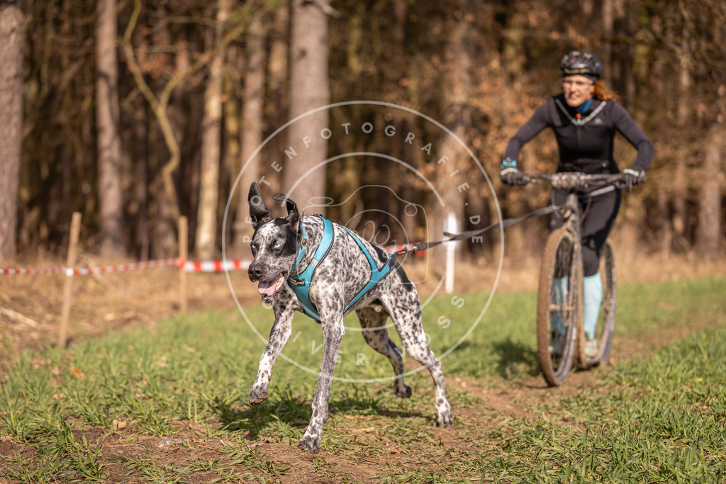 DV3A6101 | Hundefotografie, Tierfotograf, Pfotenfotografie, Fotoshooting Hund, Hunde Portrait, Hundesport, Hundeportraits, Heideshooting, Hunde, Sportfotograf, Hundefotograf, Turnierhundsport, THS,  - Realisiert mit Pictrs.com