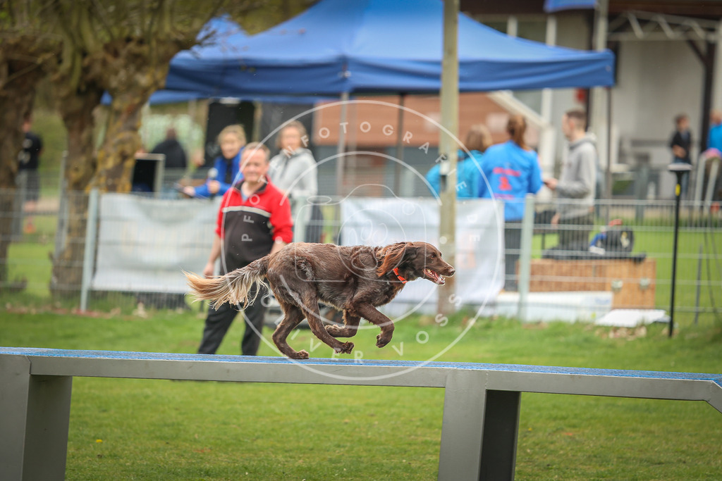 Pfotenfotografie_0L8A1692 | Hundefotografie, Tierfotograf, Pfotenfotografie, Fotoshooting Hund, Hunde Portrait, Hundesport, Hundeportraits, Heideshooting, Hunde, Sportfotograf, Hundefotograf, Turnierhundsport, THS,  - Realisiert mit Pictrs.com