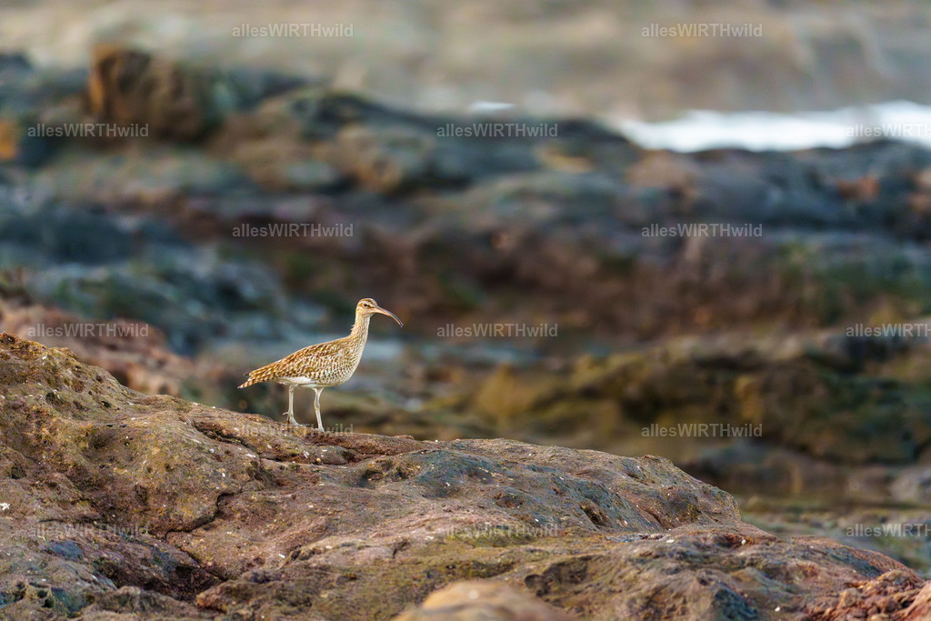 allesWIRTHgut Tierfotografie - allesWIRTHgut.de - 7IV02106 | Entdecke die faszinierende Welt der Natur- und Wildlife-Fotografie von Daniel und Bärbel. Inspirierende Bilder von wilden Tieren und kleinen Naturwundern.