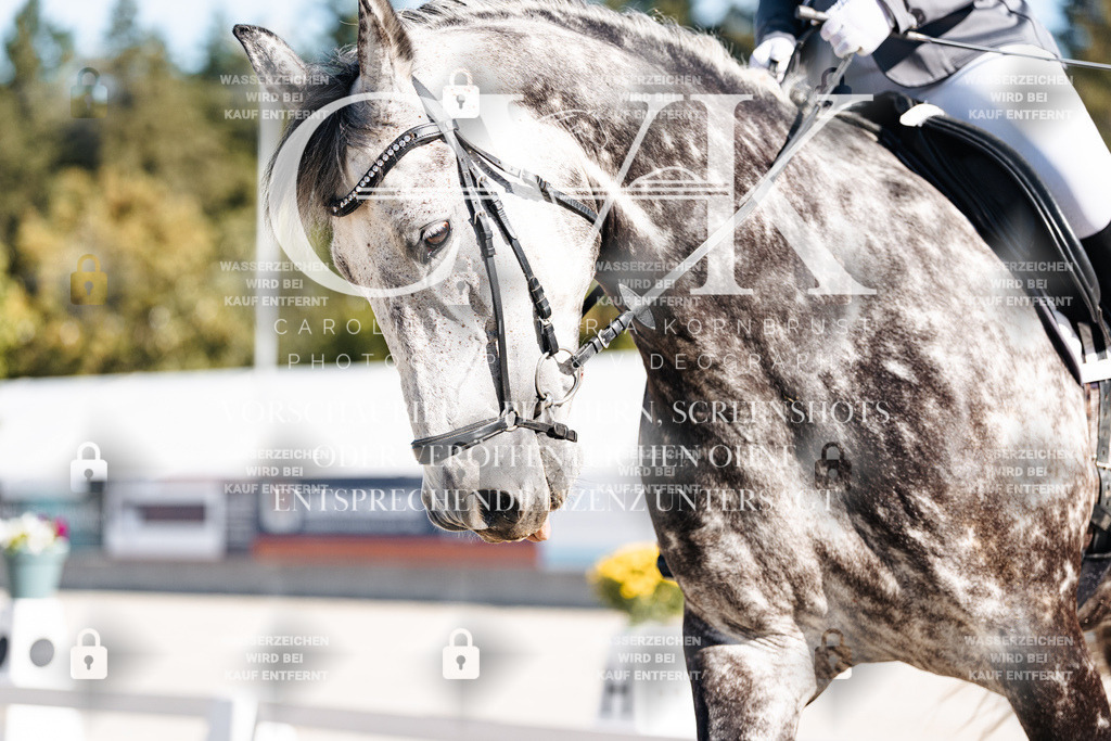 CK908319 | Turnierfotografie Pferdefotografie Trier Rheinland-Pfalz Pferdesport Reitsport Tierfotografie Sportfotografie Pferdevideo Pferdevideografie Equestrianvideography equestrianphotography  - Realisiert mit Pictrs.com