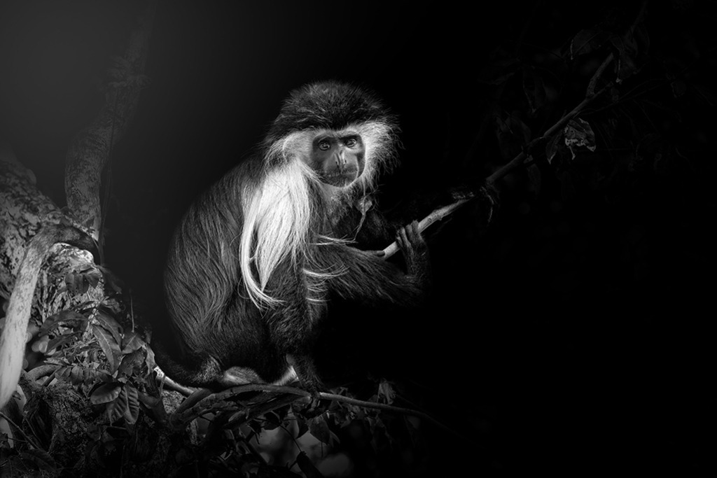 Colobus-Affe (Schwarz-Weiß) | Kenia | Premium-Wandbild von justsomewhere.com: Eine kontrastreiche Schwarz-Weiß-Komposition eines Colobus-Affen in Kenia, der im dramatischen Licht auf einem Ast sitzt und direkt in die Kamera blickt. - Realisiert mit Pictrs.com
