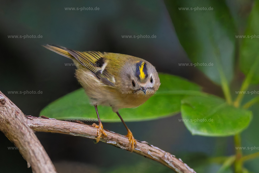 Wintergoldhähnchen | so klein und niedlich - Realisiert mit Pictrs.com