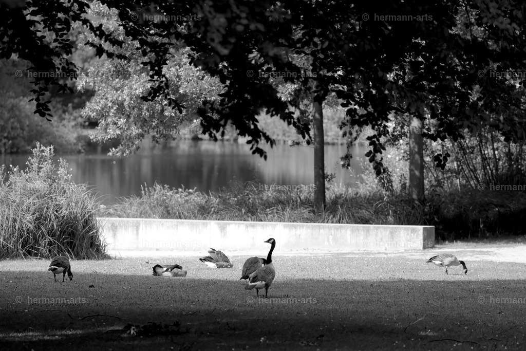 Bagno_09_07_24_DPP-5a | Photo Foto Kunst Art schwarzweiss Bilder Rheine Münster Berlin Blumen 