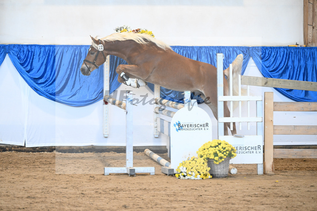 Kat-Nr. 22 Niolando v. Nio_Kirchberger_48250446 | hf-fotografie - Realisiert mit Pictrs.com