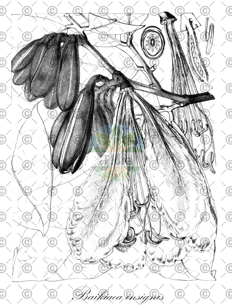 HistAbb_wfo-4000003895_1_ENZY_Simple | Historische Abbildung von Baikiaea insignis - Fabaceae | Historical Illustration of Baikiaea insignis - Fabaceae