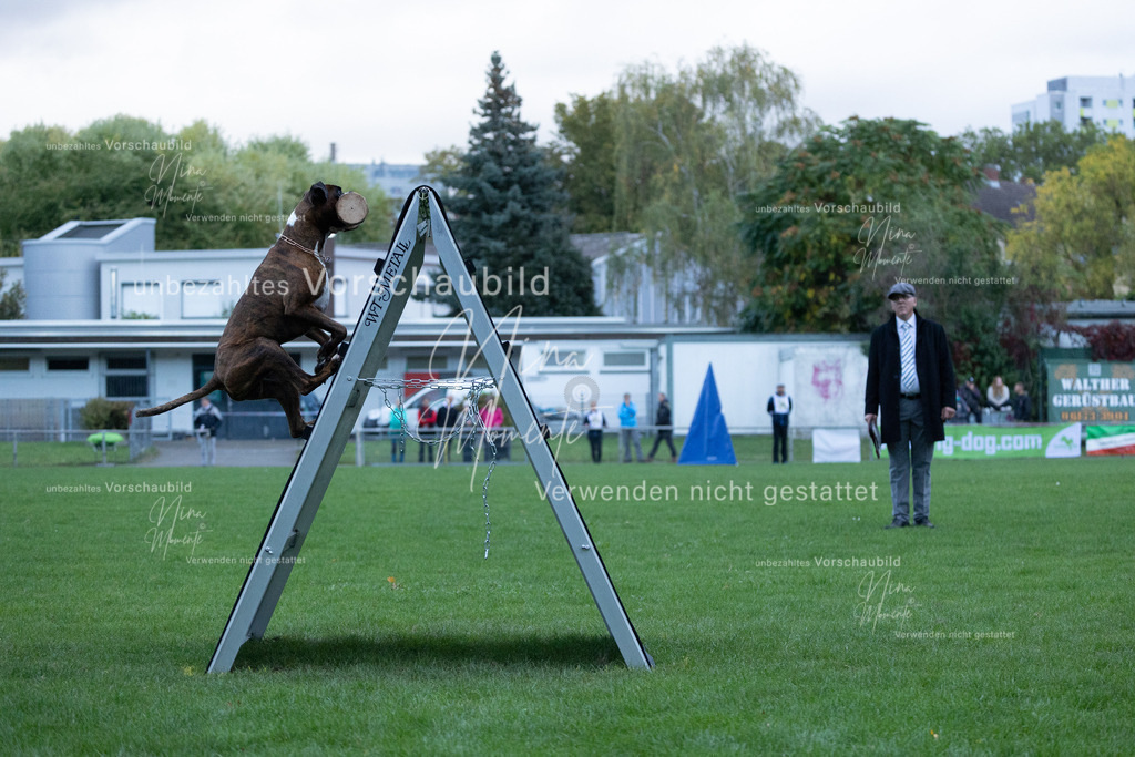 _16A4475 | Einzigartige Fotos von Hunden & Menschen –Actionfotos, Portraits, Vereinsaufnahmen & Paarshootings – authentisch, lebendig & mit Herz.