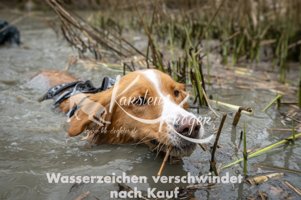 1346_ZZ92541 | kk-dogfotos