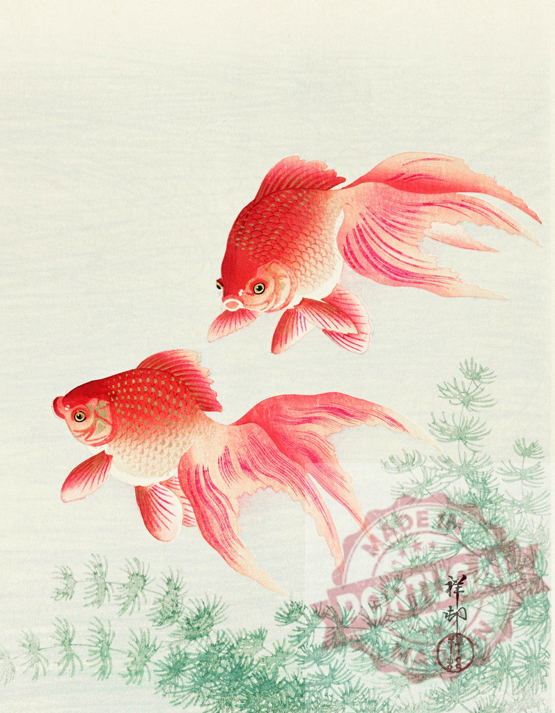 Two red goldfish swimming in an aquarium with green algae | Vintage illustration of two beautiful red goldfish swimming near green algae - Realized with Pictrs.com