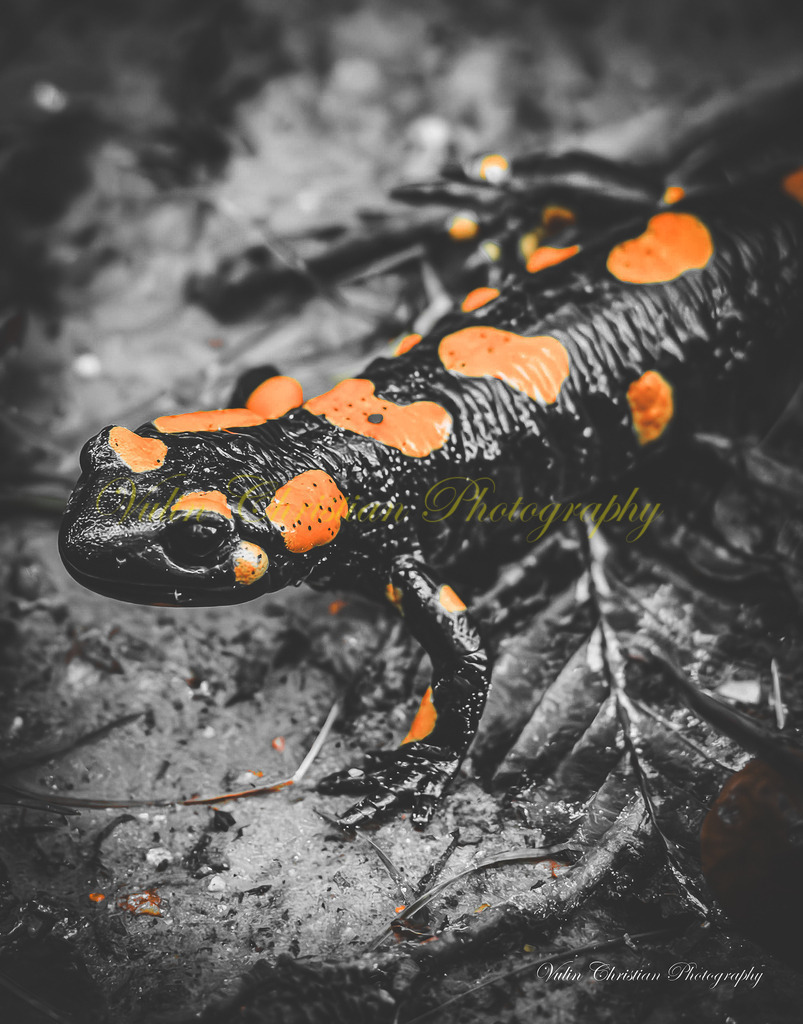 Wald 9 | Christian Vulin  - Realisiert mit Pictrs.com