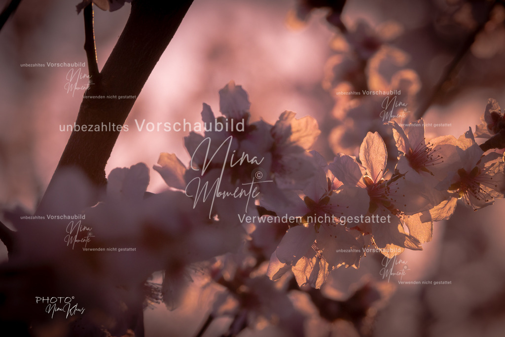 _16A6390-1 | Einzigartige Fotos von Hunden & Menschen –Actionfotos, Portraits, Vereinsaufnahmen & Paarshootings – authentisch, lebendig & mit Herz.