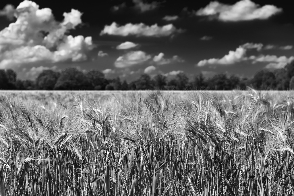 2024_05_26_GETREIDEFELD_MCP9232 sw | Hochwertig gedruckte Fotografien für die Wand, als Kalender und zum Verschenken. Hamburg & Norddeutschland und überall wo ich mit der Kamera unterwegs war.