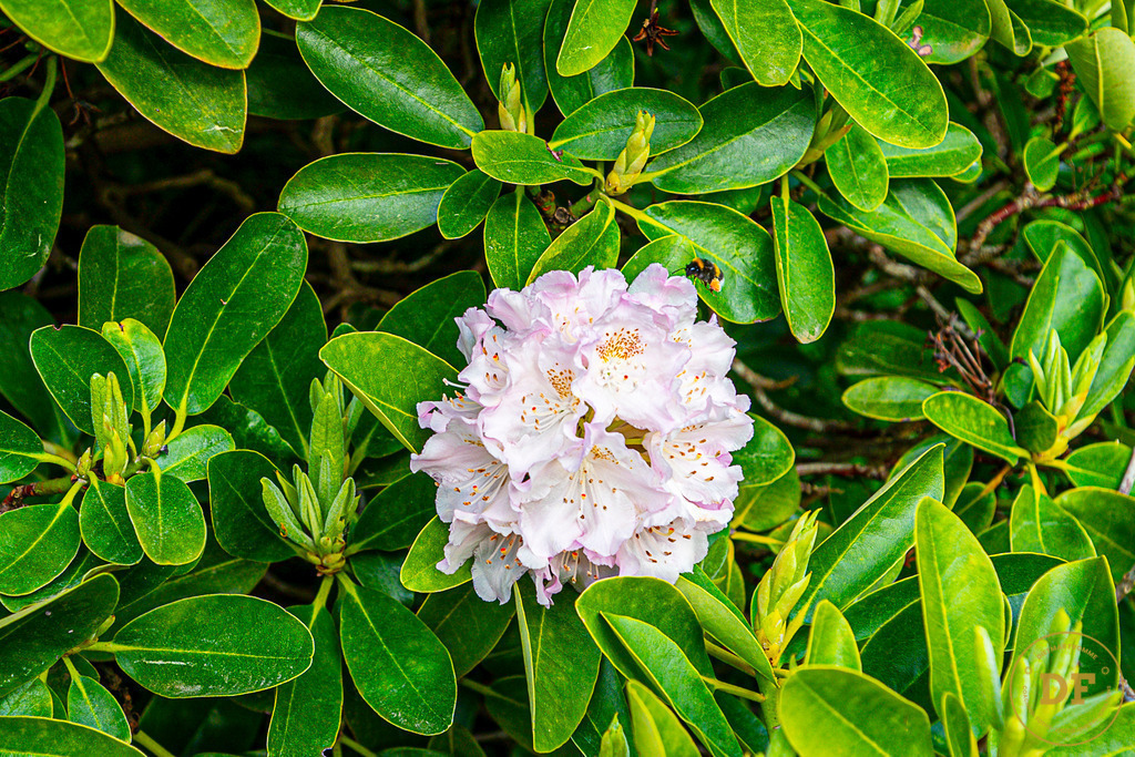 20250511-_1DS0586 | Geschenke, Wandbilder und Accessoires mit Motiven aus Dresden und anderen schönen Orten zur Verschönerung Deines zu Hauses und zum verschenken gewünscht? Wähle Deine Lieblingsbild auf dem Produkt Deiner Wahl. 