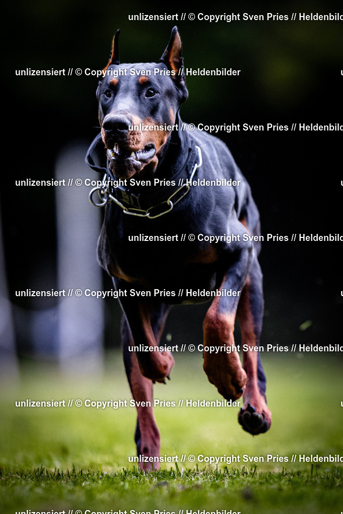 Sven Pries | 2025-10-03 - Hunderennen Obergrombach - Realisiert mit Pictrs.com