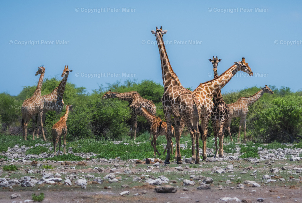 Etosha_Nationalpark_Namibia-885 | piet_flosse