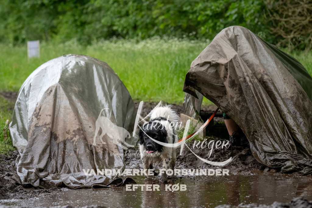 1555_ZZ91177-Bearbeitet | kk-dogfotos