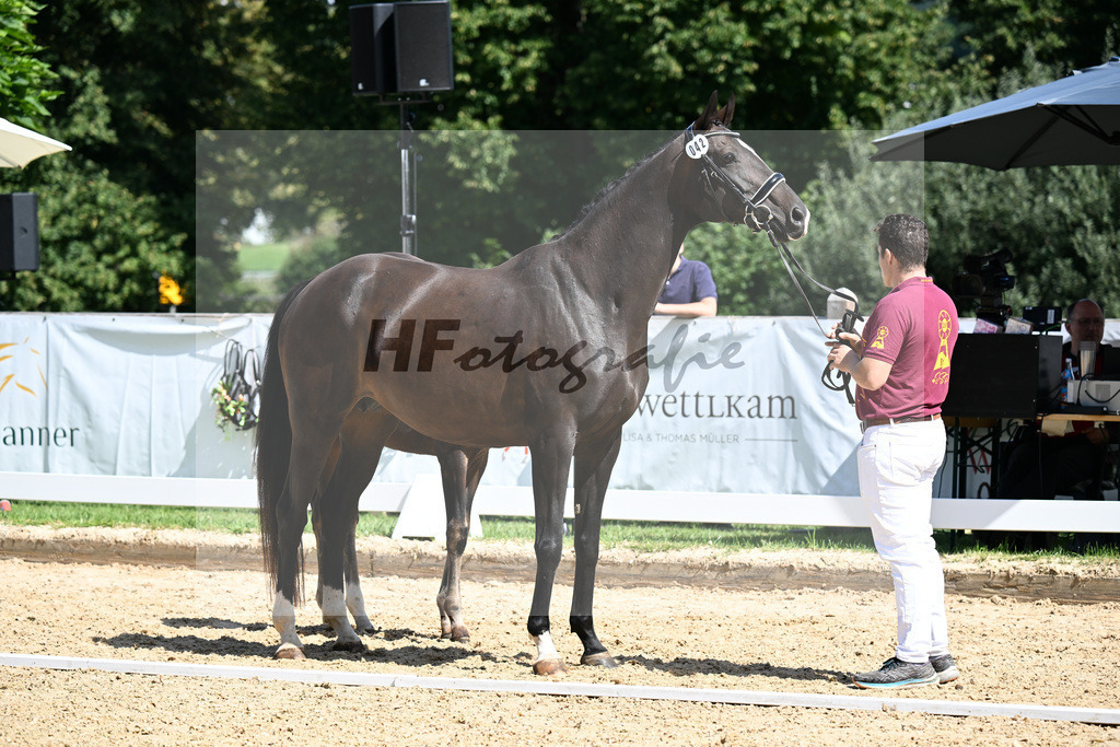 Kat-Nr. 42 Va Bene x Dante Weltino_SF_Kopp_29251244 | hf-fotografie - Realizzato con Pictrs.com