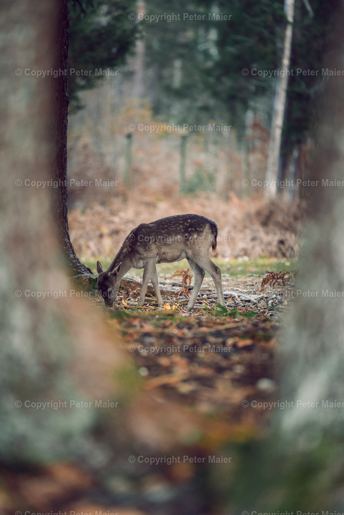 Unterkärnten_Herbst_22-195 | piet_flosse