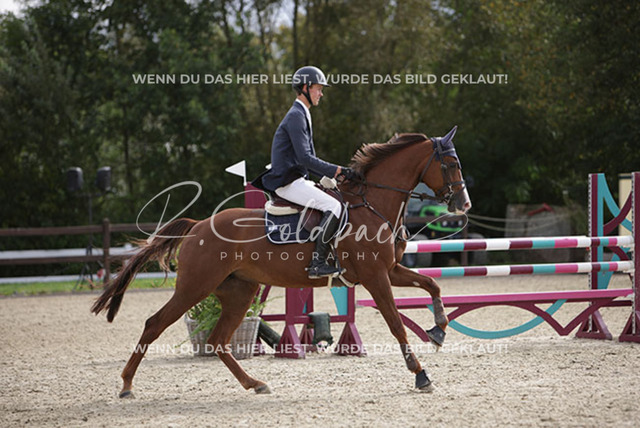 1J2A1166Marten Witt_ Ciara 118_ Kn226_ Havekost | Foto- und Videografie für alles rund ums Pferd. Hochwertige Bilder und Videos vom Spring- und Dressurreiten, Voltigieren & mehr. Jetzt aktuelle Veranstaltungen und Preise im Shop ansehen. - Realisiert mit Pictrs.com