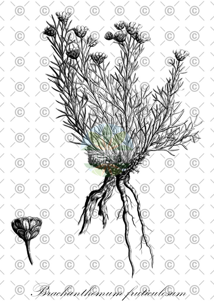HistAbb_wfo-0001154685_1_ENZY_Simple | Historische Abbildung von Brachanthemum fruticulosum - Asteraceae | Historical Illustration of Brachanthemum fruticulosum - Asteraceae