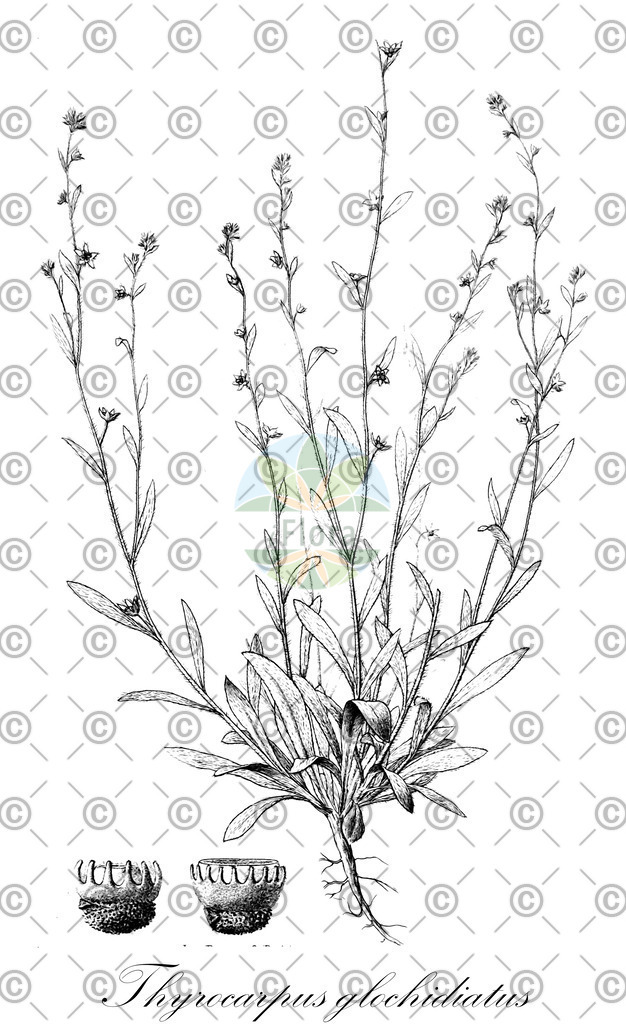 HistAbb_wfo-0000409419_2_ENZY_Simple | Historische Abbildung von Thyrocarpus glochidiatus - Boraginaceae | Historical Illustration of Thyrocarpus glochidiatus - Boraginaceae