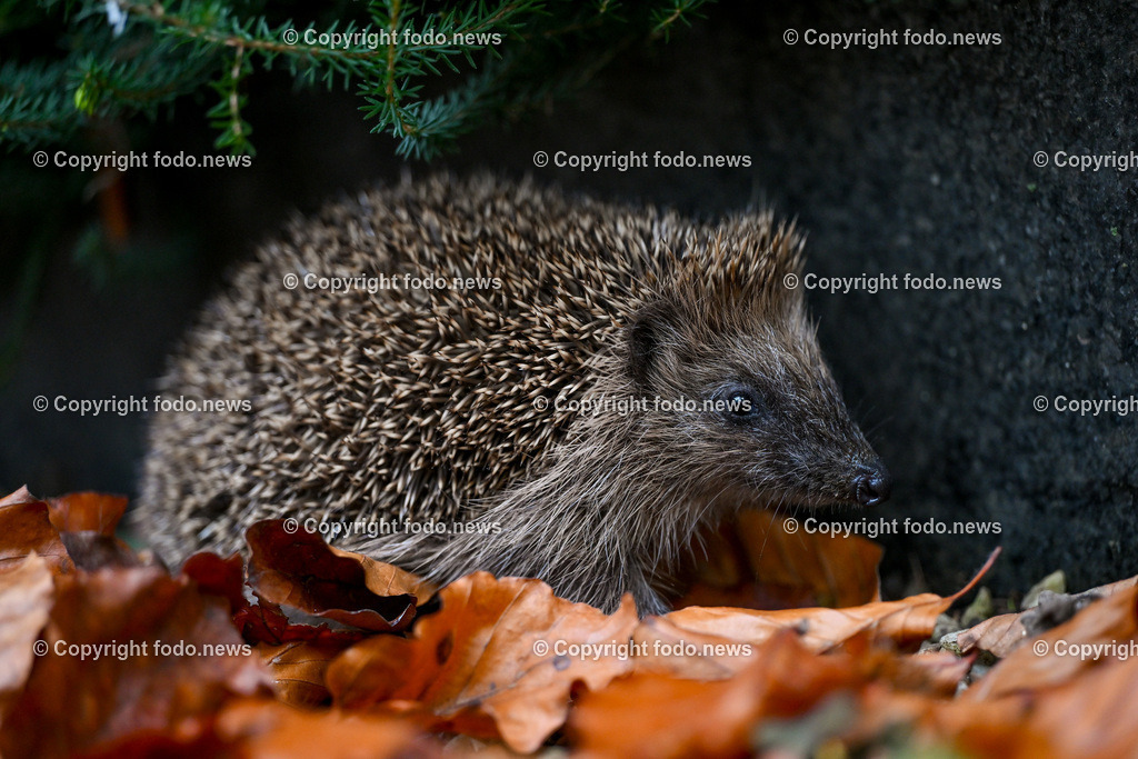 Igel_ Wildtier_ Waldbewohner_ 26.10.2024-6 | 26.10.2024, Linz, AUT, Tiere im Bild Igel, Wildtier, Waldbewohner Die Igel bilden eine Familie von Saeugetieren, deren in Europa bekannteste Vertreter die Arten Braunbrustigel und Noerdlicher Weißbrustigel sind. Der Braunbrustigel ist die in West- und Mitteleuropa typischerweise anzutreffende Art. Quer durch das oestliche Mitteleuropa (vom westlichen Polen über Tschechien, Oesterreich bis zur norditalienischen Adriakueste) erstreckt sich ein etwa 200 Kilometer breiter Bereich, in dem sich das Verbreitungsgebiet des Braunbrustigels mit dem des Weißbrustigels ueberlappt.Quelle: Wikipedia