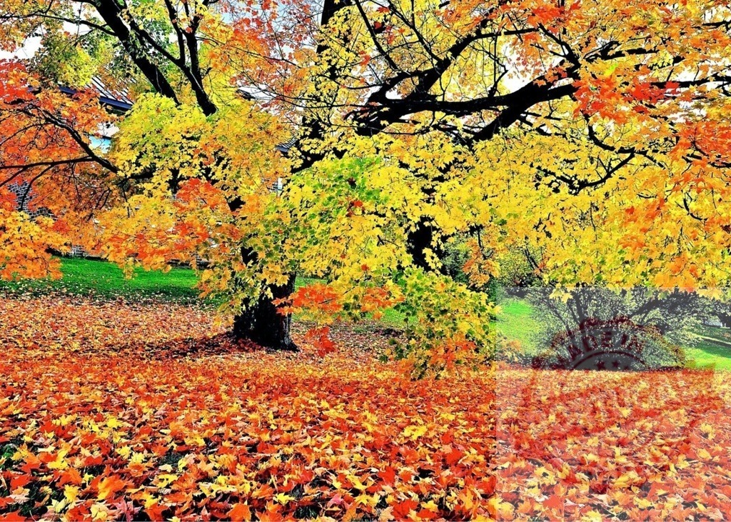 Autumn maple tree branches showing colorful fall foliage | Maple tree displaying vibrant autumn leaves and ground covered with fallen foliage - Realized with Pictrs.com