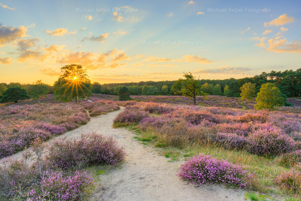 Sonnenuntergang in der Westruper Heide | Sonnenuntergang in der Westruper Heide bei Haltern am See im Münsterland. Die Sonne scheint durch den Baum hindurch und es bildet sich ein Sonnenstern. Die restlichen Sonnenstrahlen treffen auf die blühende Heidelandschaft und tauchen sie in ein warmes Licht. - Realisiert mit Pictrs.com