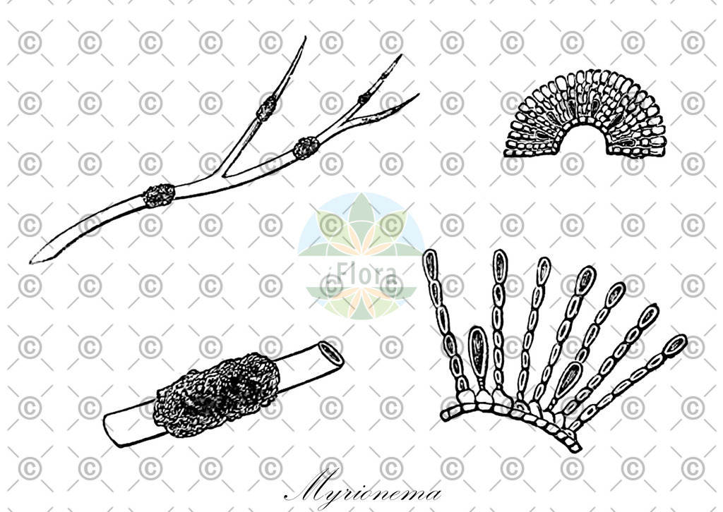 HistAbb_wfo-0001285296_1_ENZY_Simple | Historische Abbildung von Myrionema - Chordariaceae (0) | Historical Illustration of Myrionema - Chordariaceae (0)